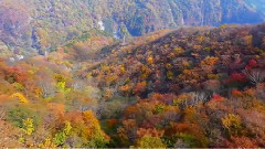 音乐短片 - 唯美音画 秋日私语