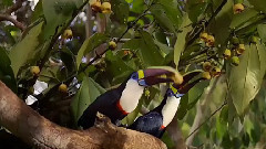 音乐短片 - 丛林珍奇