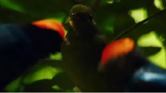 音乐短片 - 秘境仙音