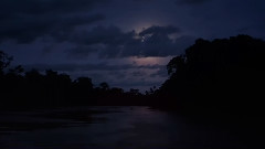 音乐短片 - 亚马逊丛林之梦