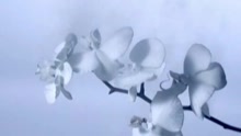 Enigma - Je T'aime Till My Dying Day