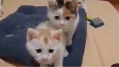 音乐短片 - 三只小猫好可爱 超级萌