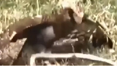 音乐短片 - Life and death battle of the animal kingdom