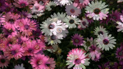 音乐短片 - 令人陶醉的迷人的(III)