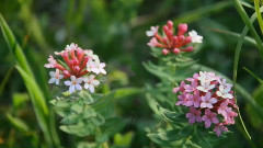 音乐短片 - 令人陶醉的迷人的(II)