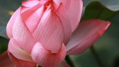 音乐短片 - 荷花