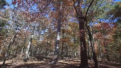 音乐短片 - 原始节拍