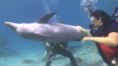 音乐短片 - Sister Submarine