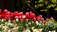 音乐短片 - 角落花静开