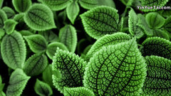 音乐短片 - 令人陶醉的迷人的v