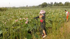 音乐短片 - 乡间观荷