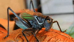 音乐短片 - 钓翁动画