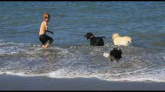 音乐短片 - 旧金山戏浪