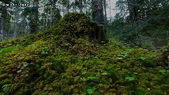 音乐短片 - Since Olden Times