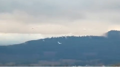 音乐短片 - 蝶舞