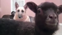搞笑音乐 - Goats Yelling Like Humans