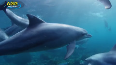 音乐短片 - 小小美人豚