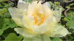 音乐短片 - 爱的时刻-乔瓦尼乐队