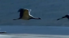 音乐短片 - 梦江南