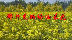 音乐短片 - 那片美丽的油菜花
