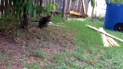 音乐短片 - Как кошки встречают своих хозяев