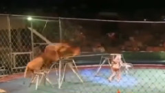 音乐短片 - 马戏团表演现场