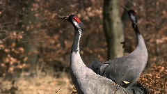 音乐短片 - 在远方