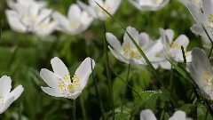 音乐短片 - 春天的第一天