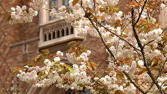 音乐短片 - 莎莉花园