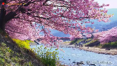 音乐短片 - 梅花三弄