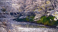 音乐短片 - 乱红