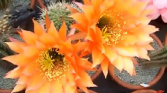 音乐短片 - Trichocereusblute 2016