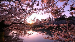 音乐短片 - 桃花渡