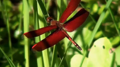 音乐短片 - 这里的风景