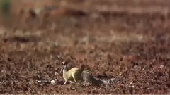 音乐短片 - Cobra attack by a animals