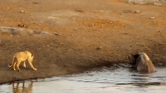 音乐短片 - The Black Rhino And The Lions Fight