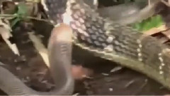 音乐短片 - Giant snakes war