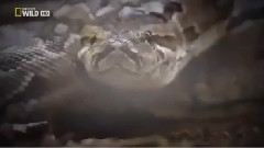 音乐短片 - The lion VS Giant's Sharp Fighting