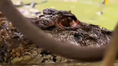 音乐短片 - Jaguar Attacks Caiman In Brazil's Pantanal