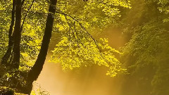 音乐短片 - 玛丽亚