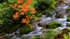 音乐短片 - The Sound From The Heart