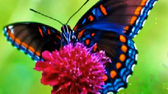 音乐短片 - 茶烟轻扬落花风