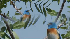 Andre Rieu - Nightingale Serenade