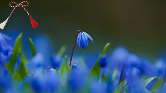 音乐短片 - Un Martisor Pentru Tine