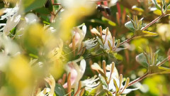 音乐短片 - Tom Barabas