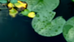 模仿翻唱 - 心有独钟
