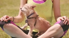 音乐短片 - 所有的狗都应该像克里斯滕蕊特这样的人