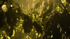 New - The Rain Of Love