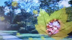 音乐短片 - 枫叶