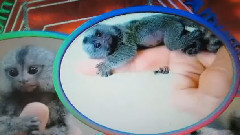 音乐短片 - 安娜的小精灵